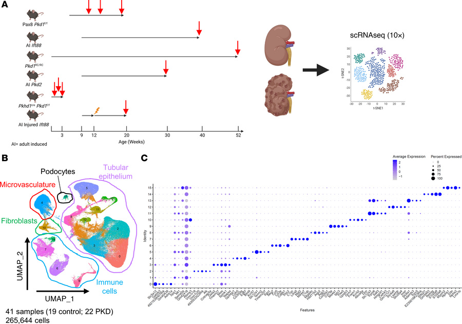 Single-cell atlas of PKD in mice.
(A) Schematic of experimental design u...