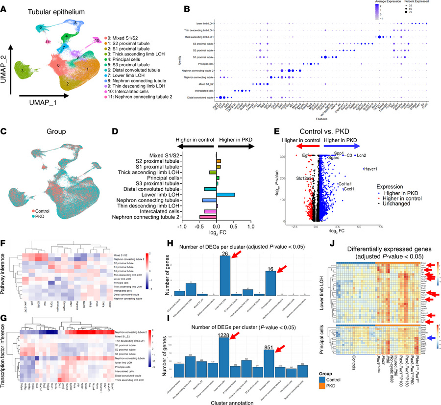 Analyses of scRNA-seq data from the nephron.
(A) UMAP of tubular epithel...
