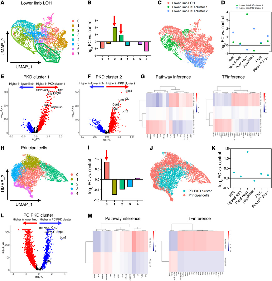 PKD-enriched clusters across mouse models.
(A) UMAP showing high-resolut...