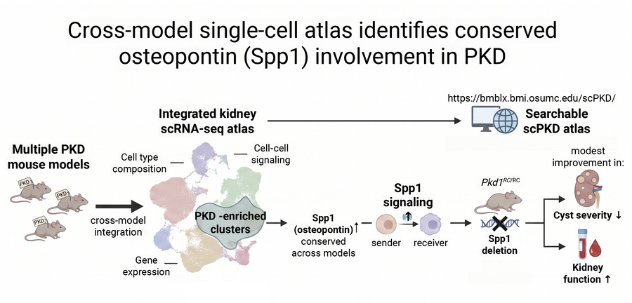 graphical abstract