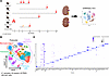 Single-cell atlas of PKD in mice.