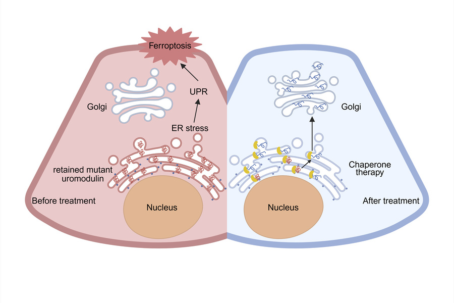 graphical abstract
