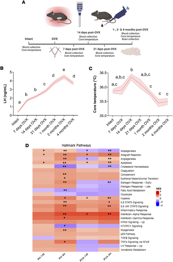 Progressive physiological and transcriptomic changes in the mouse hypoth...