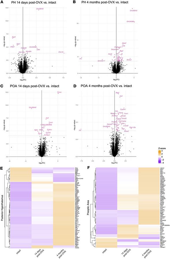 Differential gene expression in the post-OVX mouse hypothalamus.
(A–D) V...
