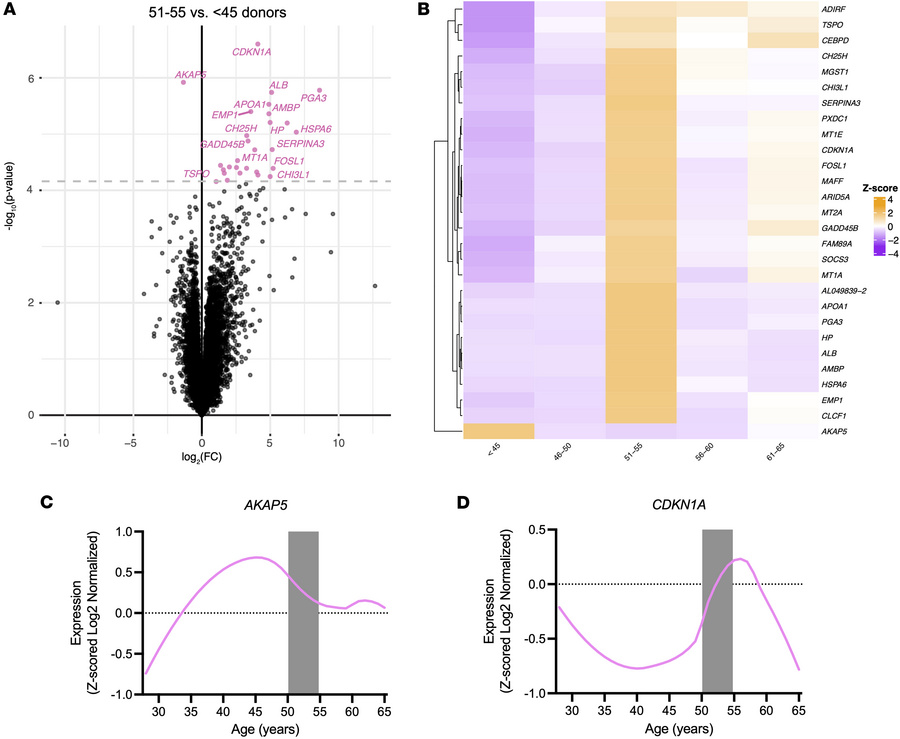 Age-associated DEGs in the human hypothalamus.
(A) Volcano plot highligh...