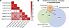 Cross-species comparison of hypothalamic transcriptomic changes.