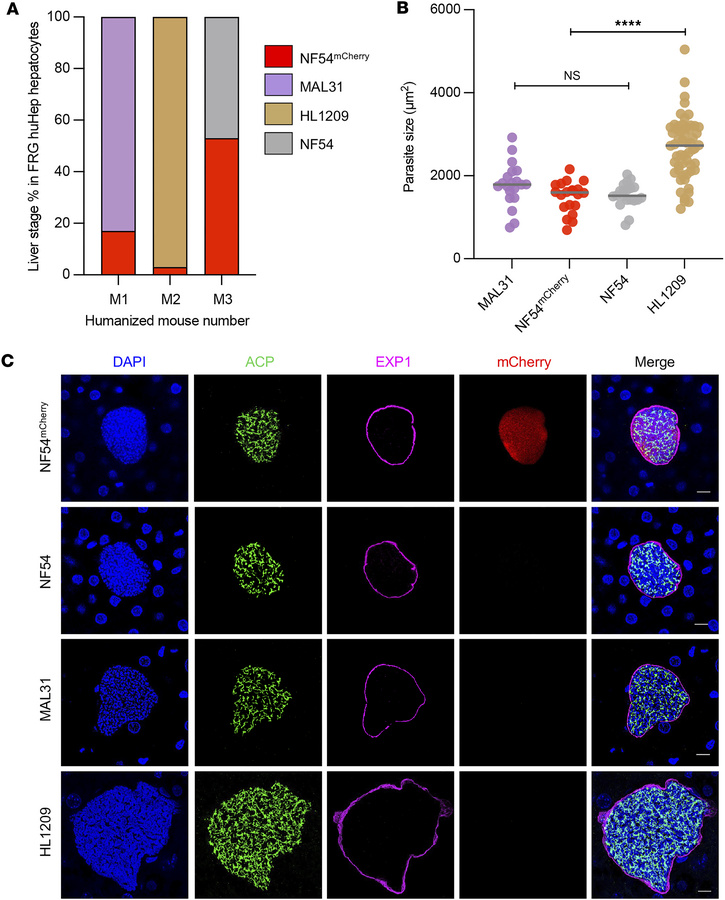 Liver-stage infectivity and growth of Pf NF54, MAL31, and HL1209 in the ...