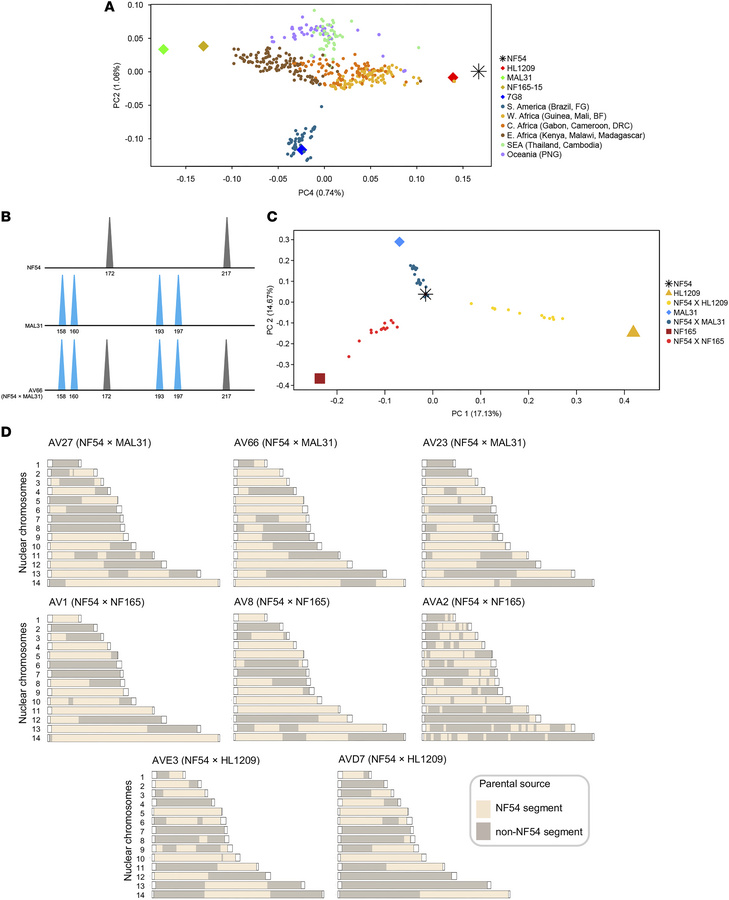 Genomic characterization of parental strains and hybrid progeny.
(A) Gen...