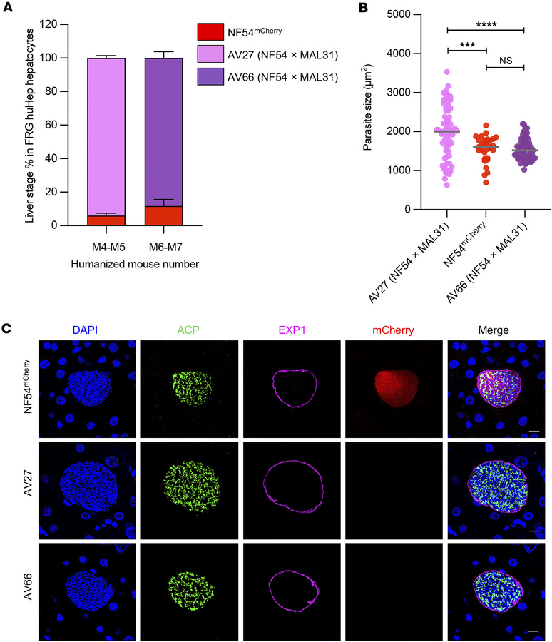 Recombinant AV27 and AV66 sporozoite progeny have increased infectivity ...