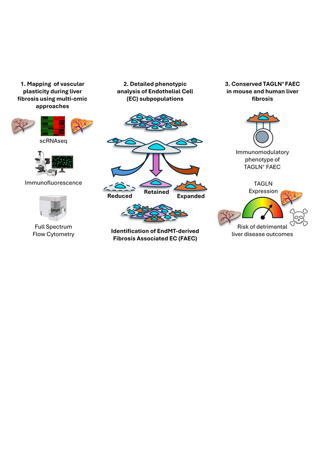 graphical abstract