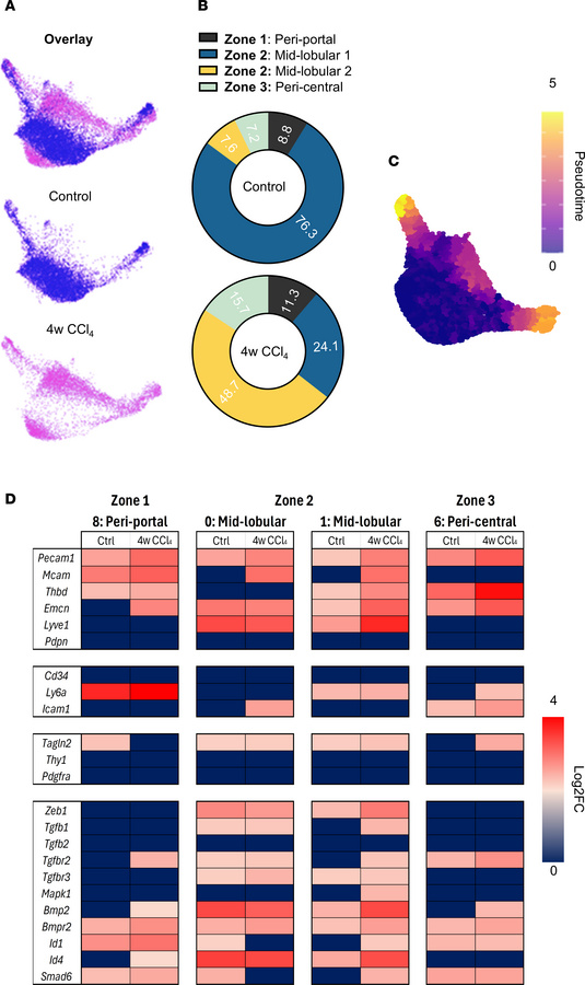 Characterization of EC identity and plasticity markers in fibrogenesis.
...