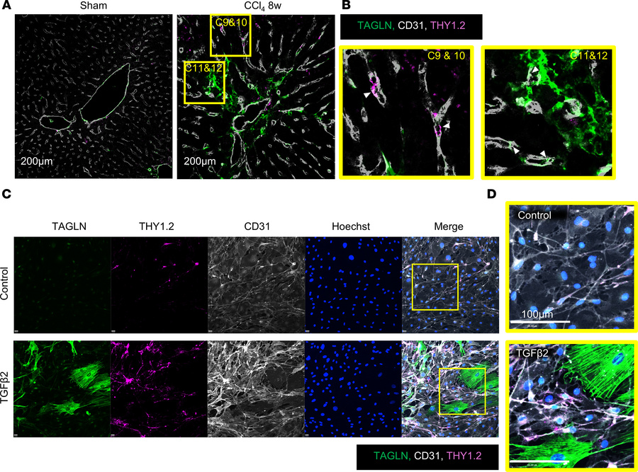 TAGLN+ and THY1.2+ expanded EC clusters display distinct localization an...