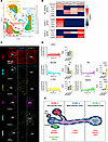 Characterization of EC identity and zonation in healthy tissue.