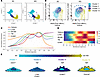 Derivation of TAGLN+ FAEC in a 12w Western diet model by Wishbone analysis.