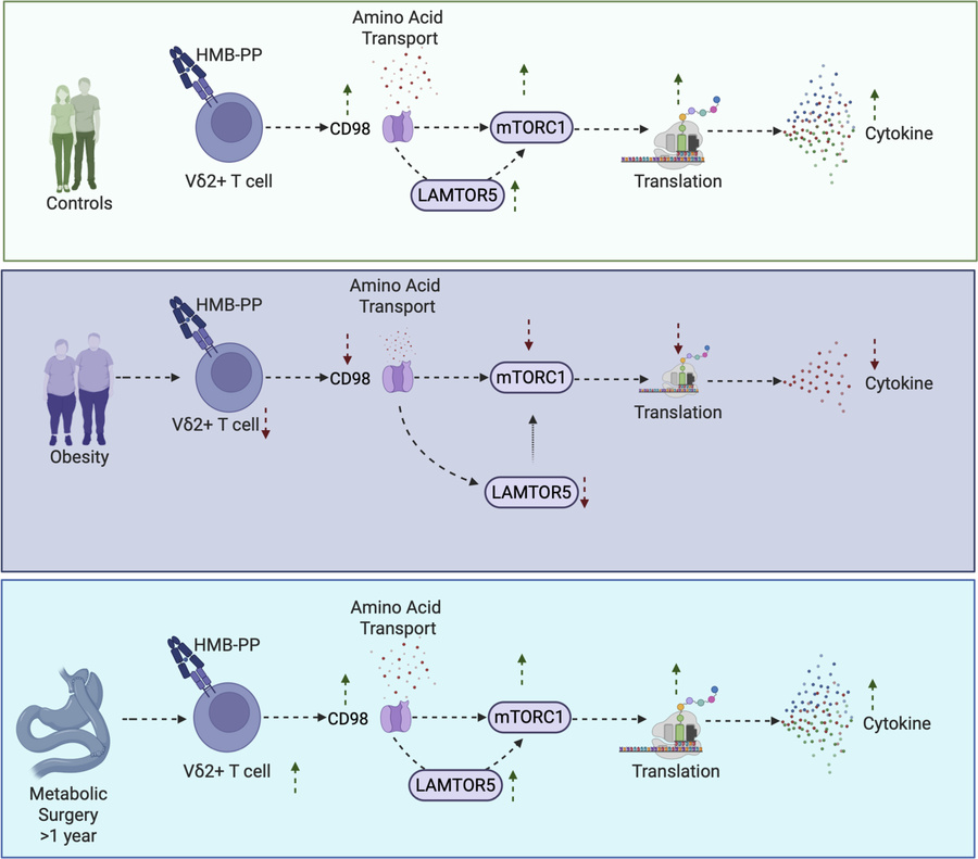 graphical abstract