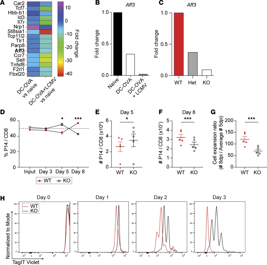 Aff3 is decreased with inflammation and necessary for a robust T cell re...