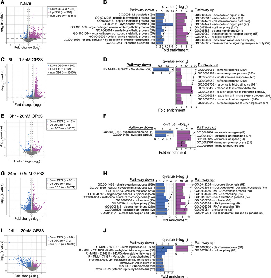 AFF3 deficiency changes the transcriptome of naive and activated CD8 T c...
