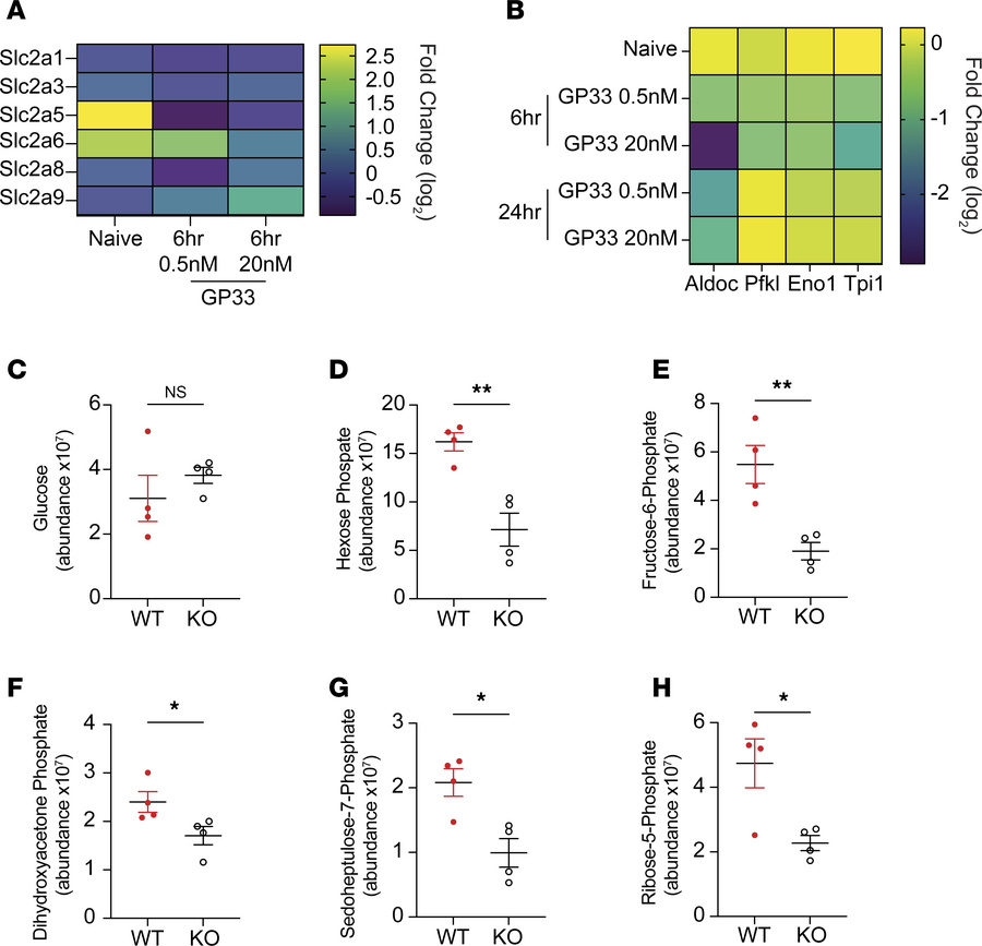 AFF3 deficiency changes the expression of solute carriers and results in...
