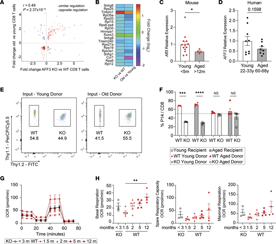 AFF3 expression is decreased with age and is associated with a loss of m...