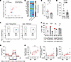 AFF3 expression is decreased with age and is associated with a loss of meta