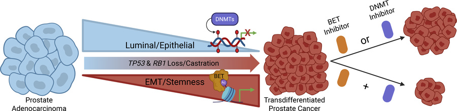 graphical abstract