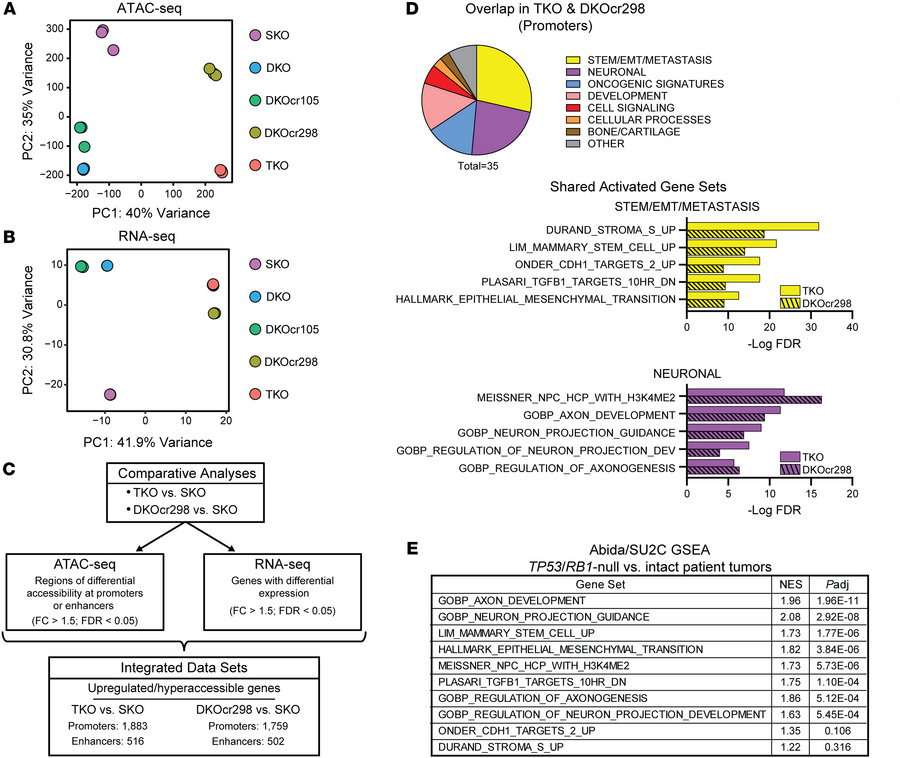 
Trp53/Rb1 loss leads to global chromatin hyper-accessibility changes an...