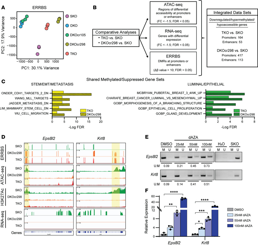 
Trp53/Rb1 loss leads to widespread chromatin hypo-accessibility and DNA...