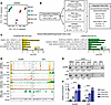 Trp53/Rb1 loss leads to widespread chromatin hypo-accessibility and DNA met