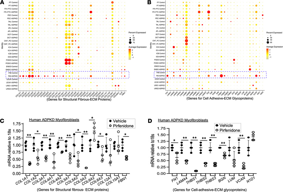 Effect of PFD on expression of structural fibrous-ECM proteins and cell ...