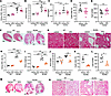 Effect of PFD on cyst growth in male and female RC/RC mice.