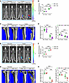 Effect of SFB on tumor bone growth.