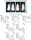 Effects of SFB on tumor growth and the migration of intestinal Th17 cells a