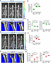 Bone tumor growth in SFB– JAX mice and SFB+ JAX mice injected with PTHrP-KO