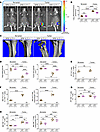 Global deletion of IL-17 prevents the expansion of Th17 cells at the tumor