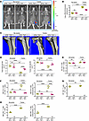 Global deletion of TNF prevents the expansion of Th17 cells and TNF+ T cell