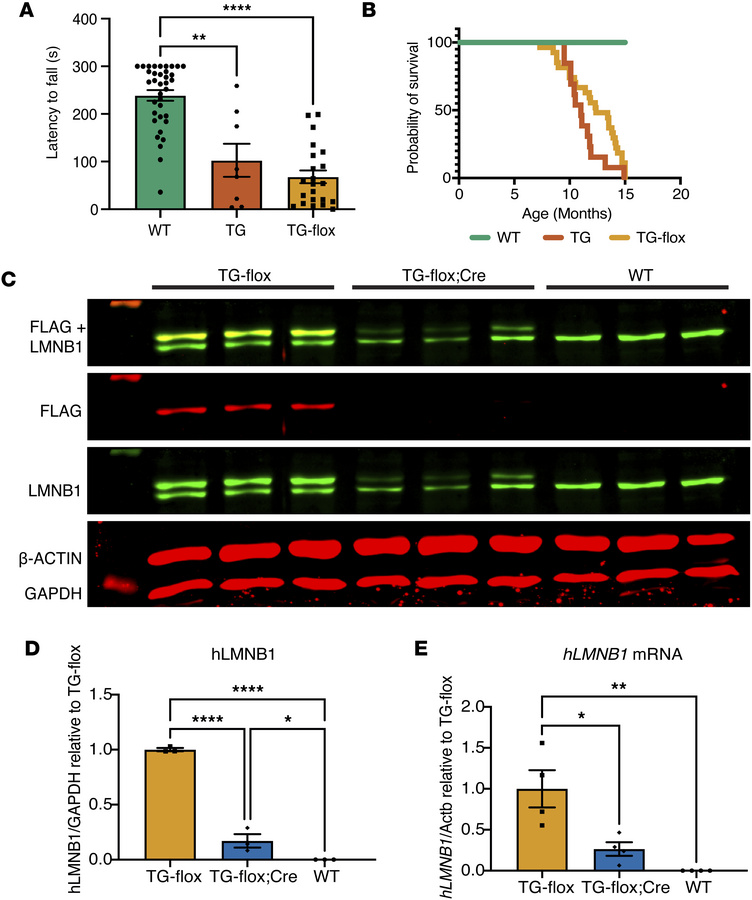 ADLD mouse models are comparable, and tamoxifen-induced reduction of hLM...