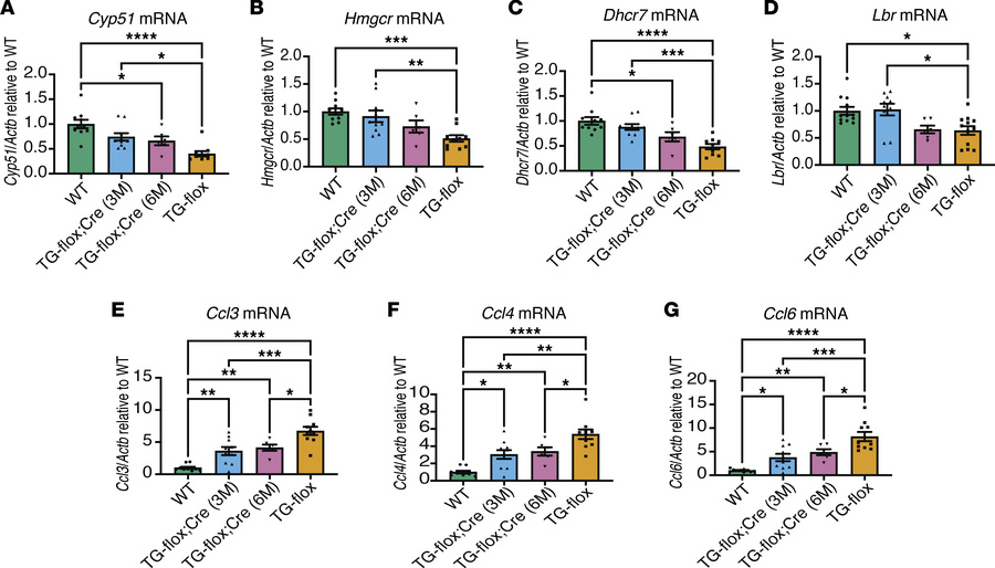 Reduction of hLMNB1 restores lipid synthesis gene expression to WT level...
