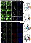 Reduction of hLMNB1 reduces proinflammatory signaling in Tg-flox;Cre (3M) a