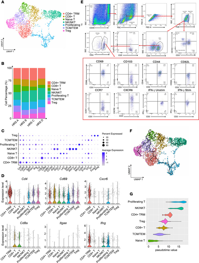 T/NK cell subclusters in muscle tissue from HRS-induced myositis.
(A) UM...