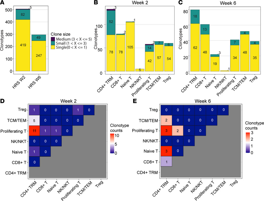 Expanded T cell clonotypes 2 weeks and 6 weeks after immunization.
(A) C...
