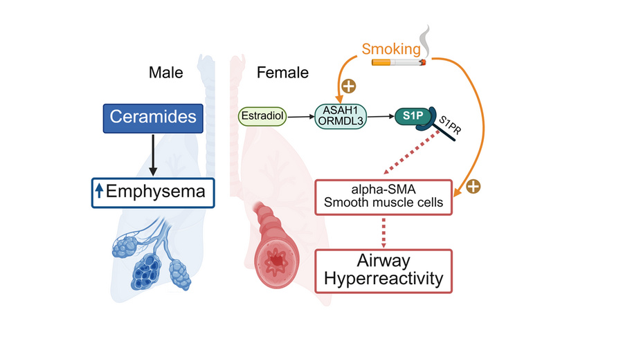 graphical abstract