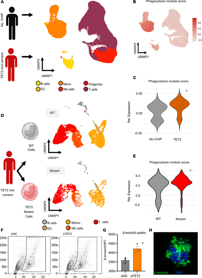 TET2-mutant carriers and cells exhibit enhanced phagocytic signatures in...