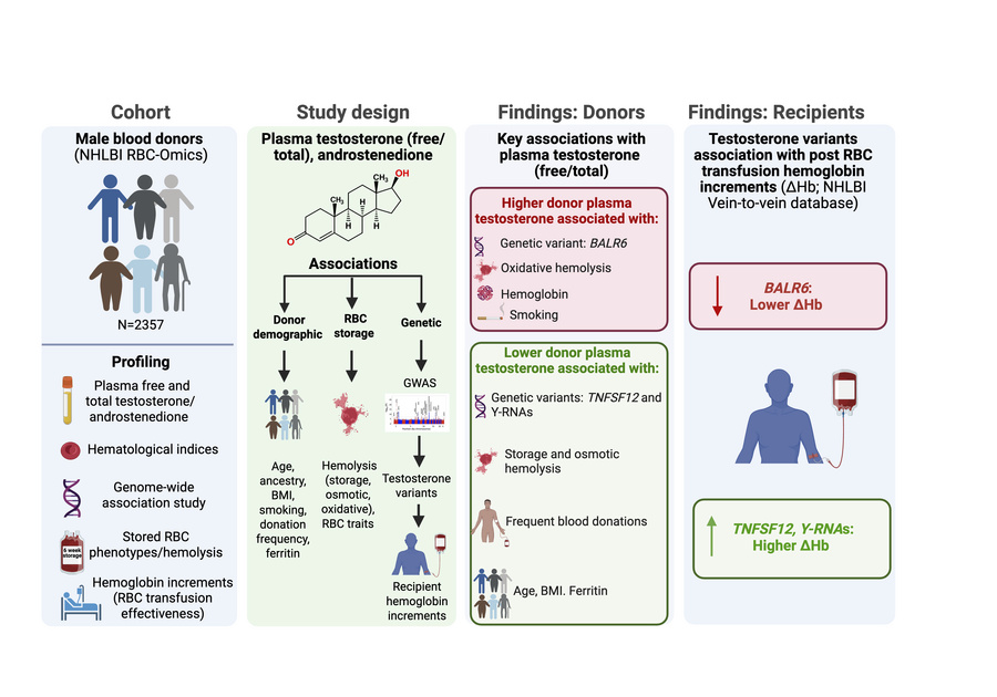 graphical abstract