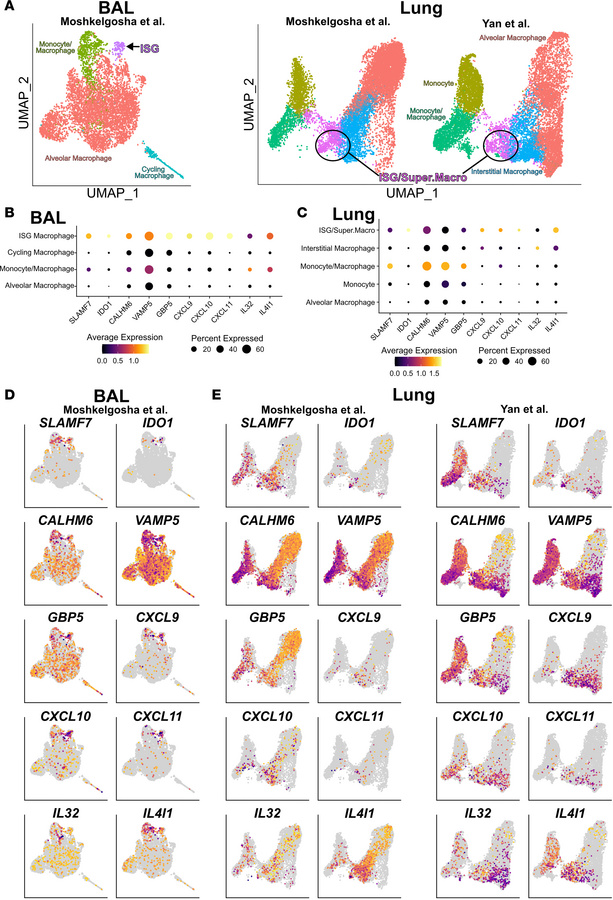 Expression of Super.Macro/ISG macrophage markers in ALAD BAL and CLAD lu...