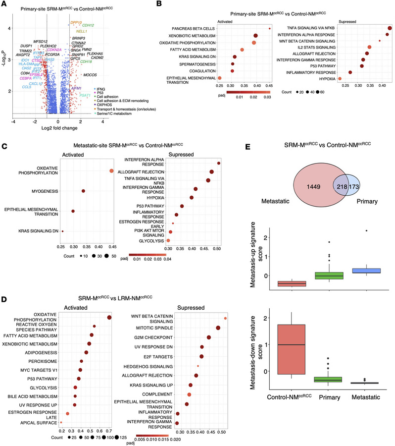 Transcriptional profiling of SRM-MccRCC reveals metabolic reprogramming ...