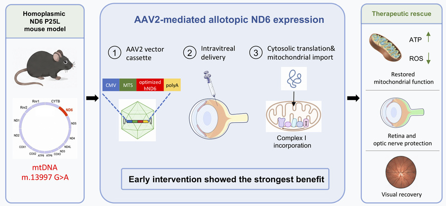 graphical abstract