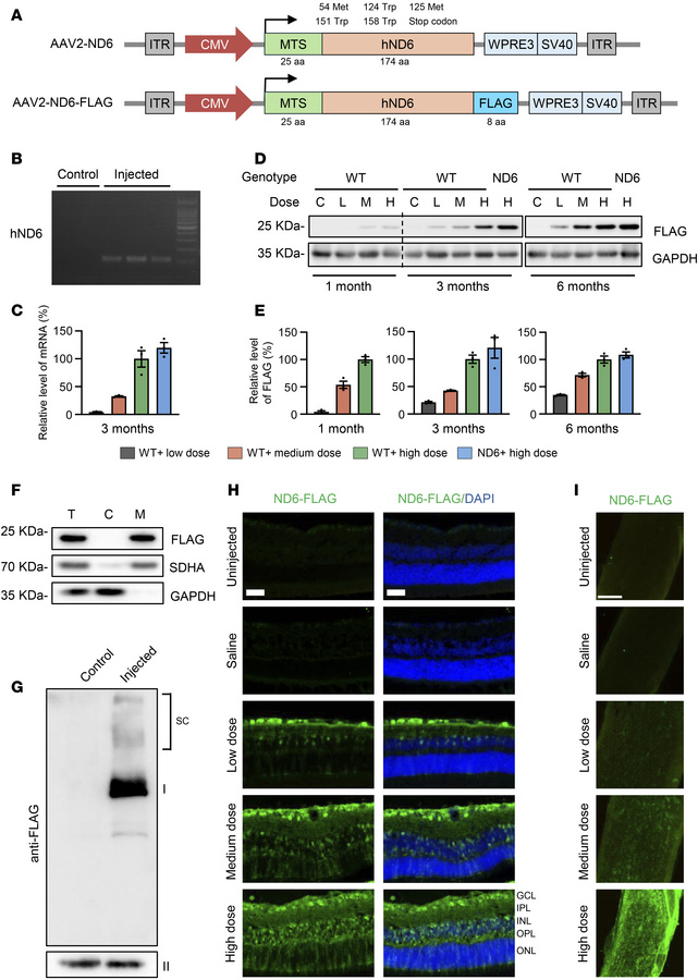 Expression and localization of modified ND6 in the retina.
(A) Scheme fo...