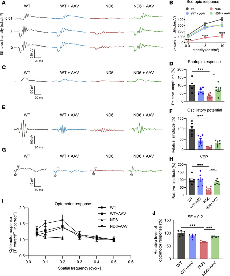Visual function analysis.
(A and B) Analysis of dark response in ffERG f...