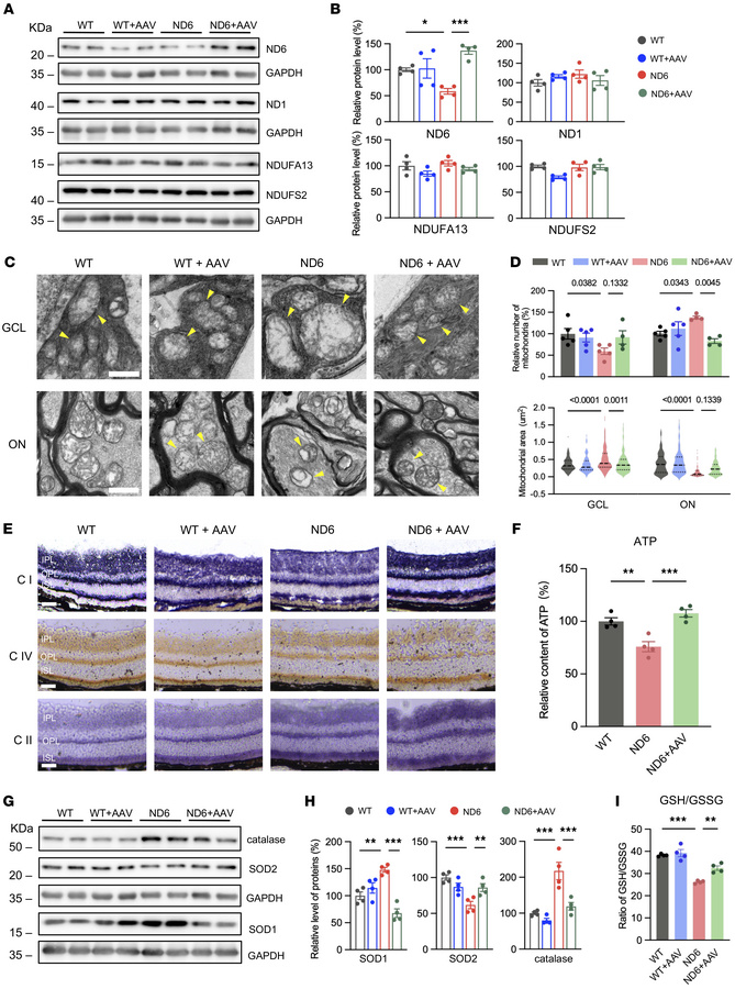 Mitochondrial morphology and function.
(A) Western blot analysis of mito...