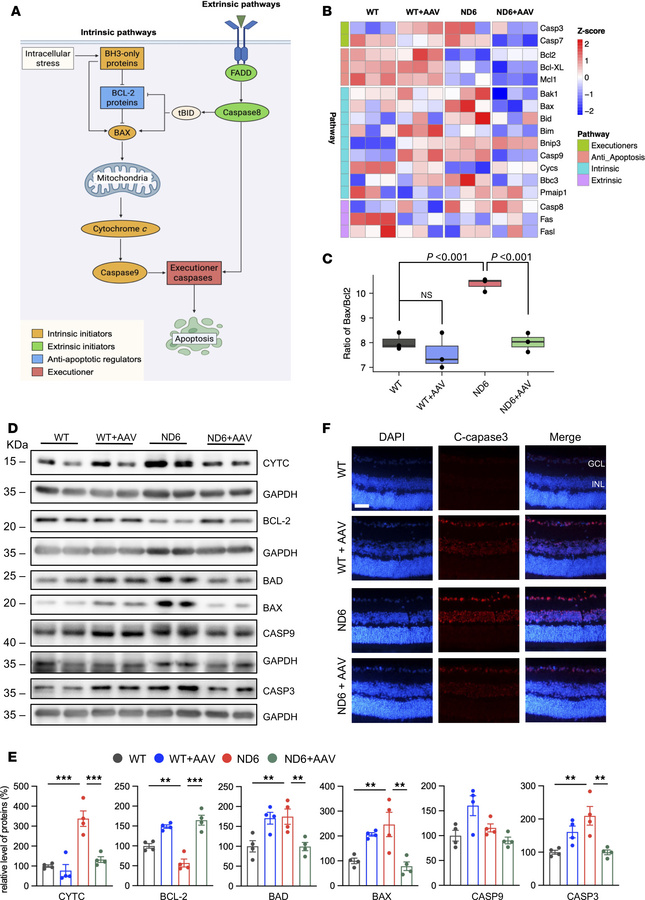 Apoptosis assays.
(A) Schematic illustration of intrinsic and extrinsic ...